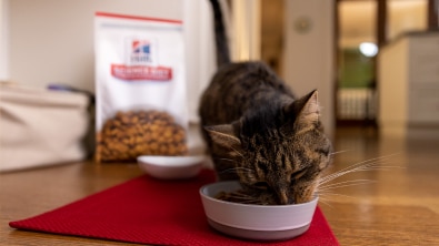 Chat mangeant de la nourriture pour chat Hill’s dans un bol