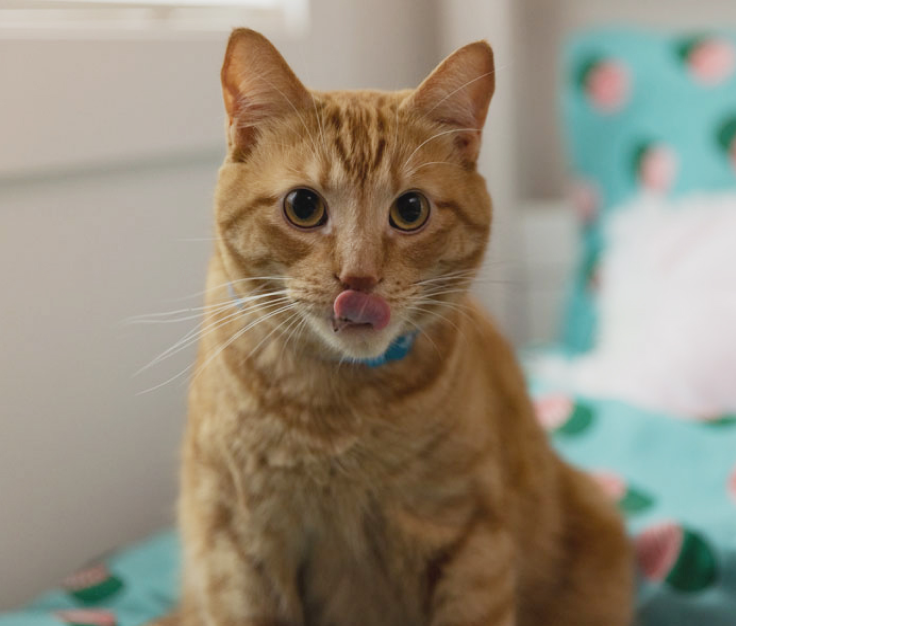 Chat brun