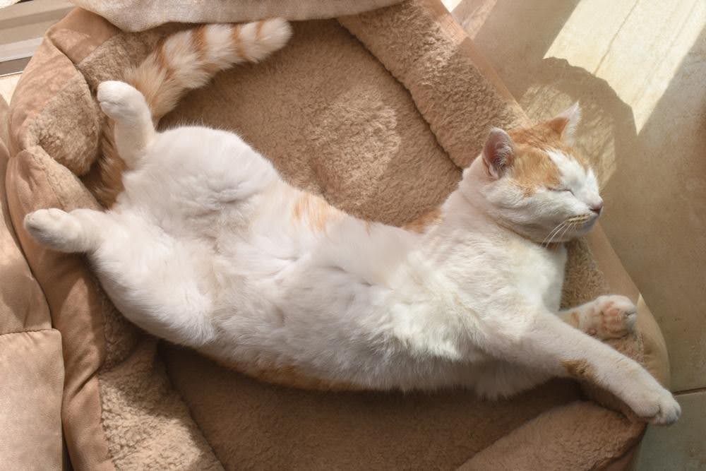 weight control food for cats