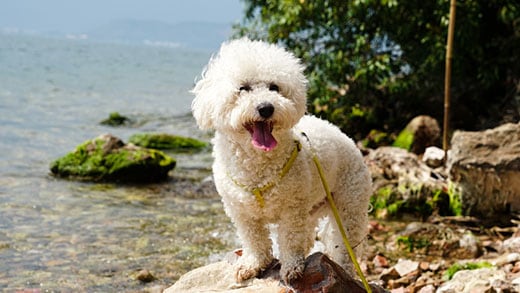 A white bichon frise stands happily next to a lake.