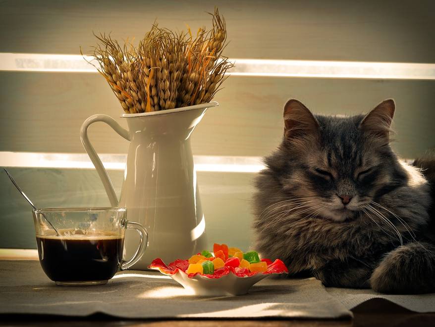 A large, gray cat, coffee long-haired-cat-sleeps-next-to-candy-dish