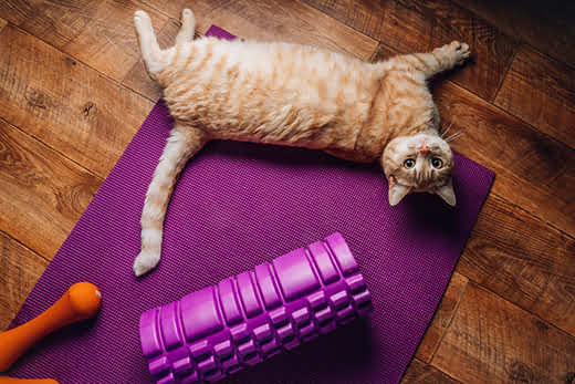A tired red fat cat lies on a yoga mat after a sports workout. Concept of isolation during the coronavirus epidemic and fitness training at home. Top view
