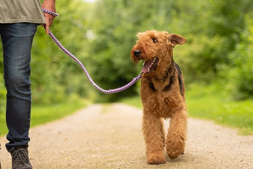 Airedale Terrier. Dog handler is walking with his odedient dog on a rural street in a forest. Airedale Terrier. Dog handler is walking with his odedient dog on a rural street in a forest.