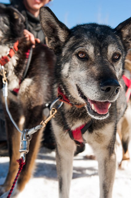 alaskan-husky-dog-sled-team Alaskan Husky sled dog harnessed to other dogs.