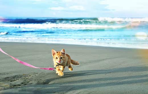 angora-kitten-on-leash-running-on-beach-SW Red angora kitten on pink leash running on beach.