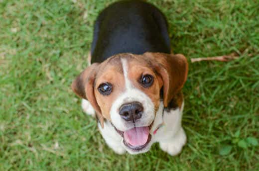 View of a beagle puppy from above sitting in green grass.