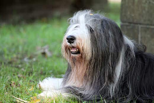 Bearded collie lying in grass next to stone wall.