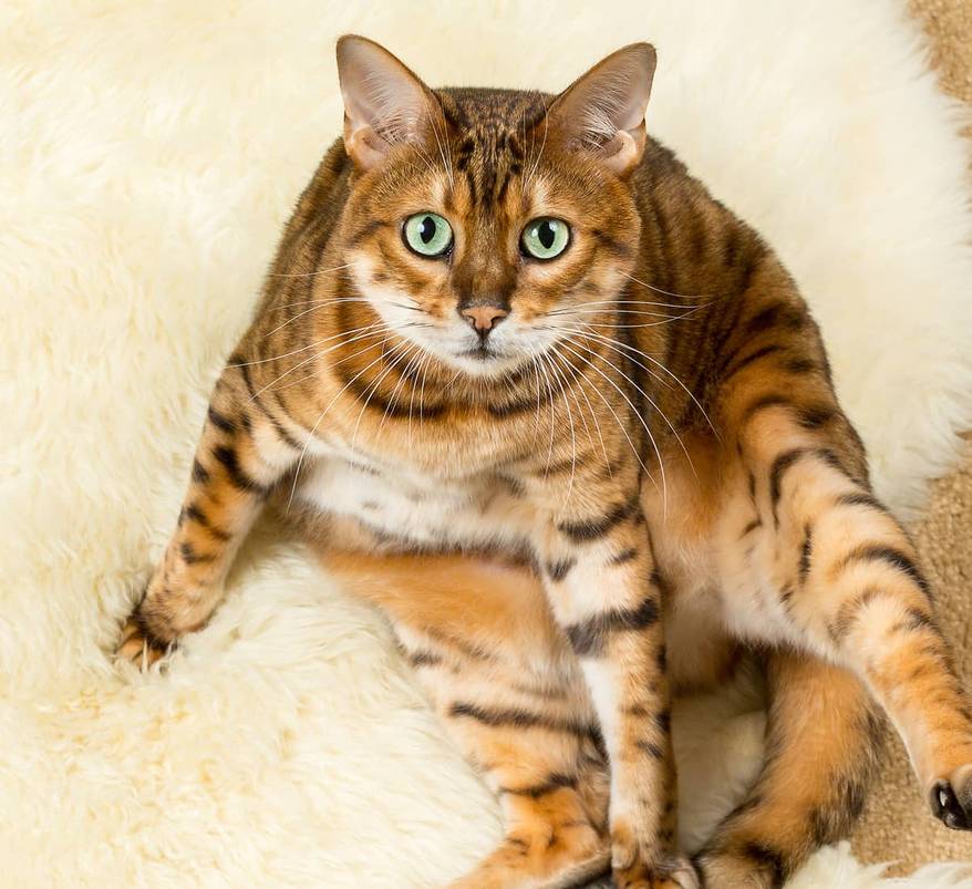 bengal-cat-on-wool-rug-SW Bengal cat sitting on a wool rug.