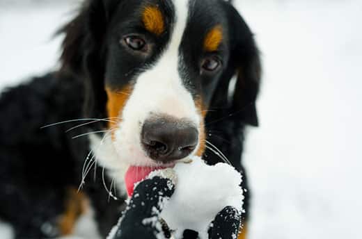 Bernese mountain dog licks snow ball from a young girls hand in winter scene