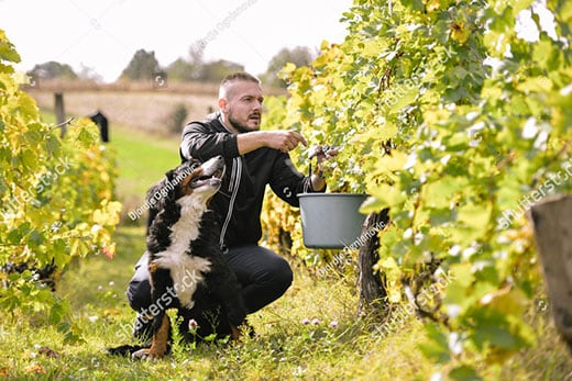 bernese-mountain-dog-sitting-next-to-man-in-vineyard-SW Bernese mountain dog sitting next to and looking up at a man picking grapes from a vine in vineyard.