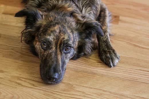 black-and-orange-shephered-mixed-breed-laying-on-wood-floor-SW Black and orange shepherd mutt, laying on wood floor.