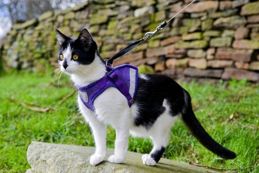 black and white cat taking a walk outside with blue vest