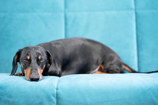 black-dachshund-asleep-on-blue-couch-SW Black and brown dachshund asleep on a light blue couch.