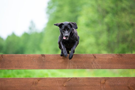 black-lab-jumping-over-fence-SW Black labrador jumping over the fence
