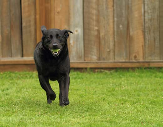 black-lab-running-with-tennis-ball-in-mouth Black lab runs in a backyard with a tennis ball in his mouth.