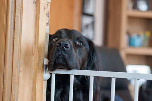 Black lab rests head on white indoor baby gate.