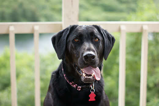 black-lab-with-tongue-out-sitting-on-deck-SW Black lab with tongue out sitting on a deck overlooking a bluff.