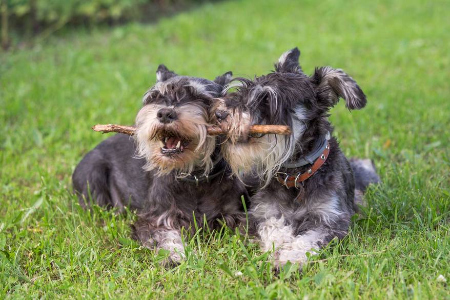 black-schnauzers-chewing-on-stick Two black and silver miniature schnauzer dogs chewing on the same stick.