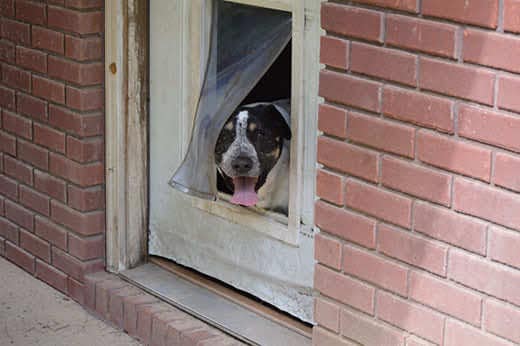 black-white-dog-poking-head-out-doggie-door-SW Black and White dog with head poking out of a doggie door attached to a brick building.