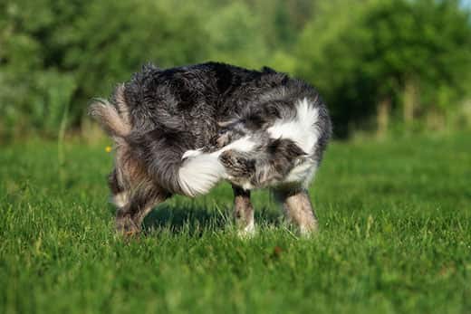 Border collie catches own tail outside in grass.
