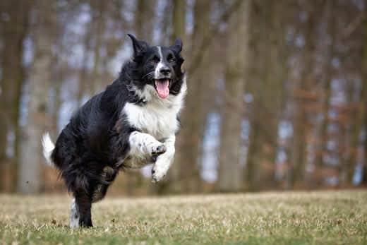 Black and white border collie starts a jump in the grass with wooded area blurred in the background.