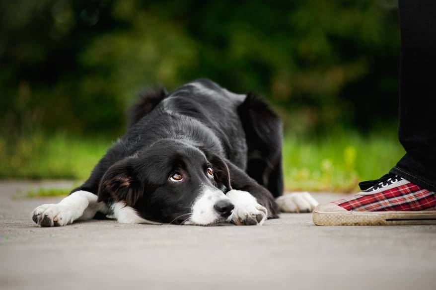 border-collie-looking-guilty Black and white border collie looking up feeling ashamed while lying next to person's foot.