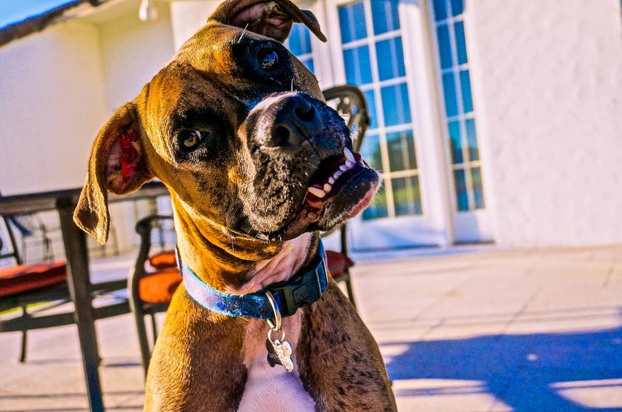 boxer-dog-with-head-tilted Boxer with large underbite tilts his head.