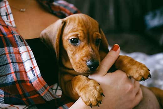 brown-dachshund-puppy-being-held-by-woman-SW 8 weeks old smooth hair brown dachshund puppy resting in the hands of its female owner in a colourful plaid shirt.