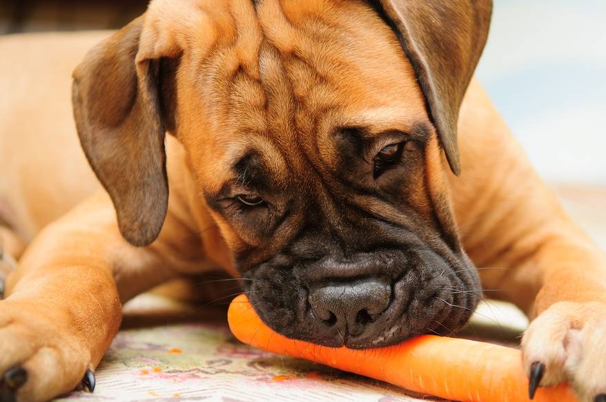 bullmastiff-puppy Bullmastiff puppy chewing on a carrot