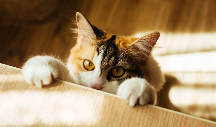 calico-trying-to-climb-on-table-SW Long-haired calico with paws on table, feet on floor.