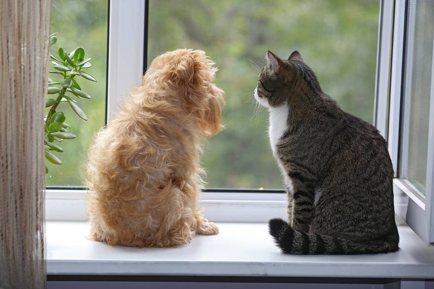 cat-and-dog-looking-out-window Striped gray cat and blonde long-haired dog sitting on the window sill staring outside together.