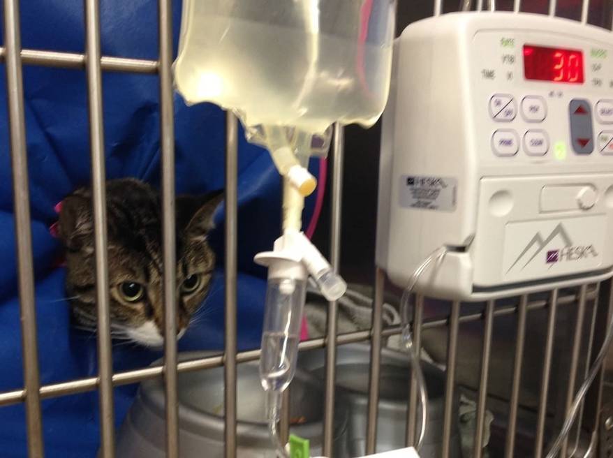 cat-hooked-up-to-medical-machines-SW Cat in vet kennel being treated for fatty liver disease