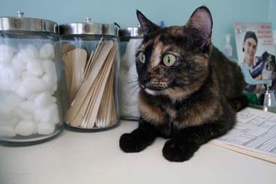 Cat at the Vet Black and brown cat lays on countertop at the vet with jars behind her.