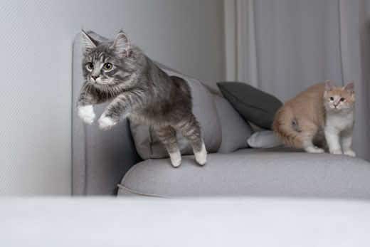 cat-leaping-from-couch-while-another-cat-looks-on-SW Maine coon cat jumping off sofa while another cat looks at them