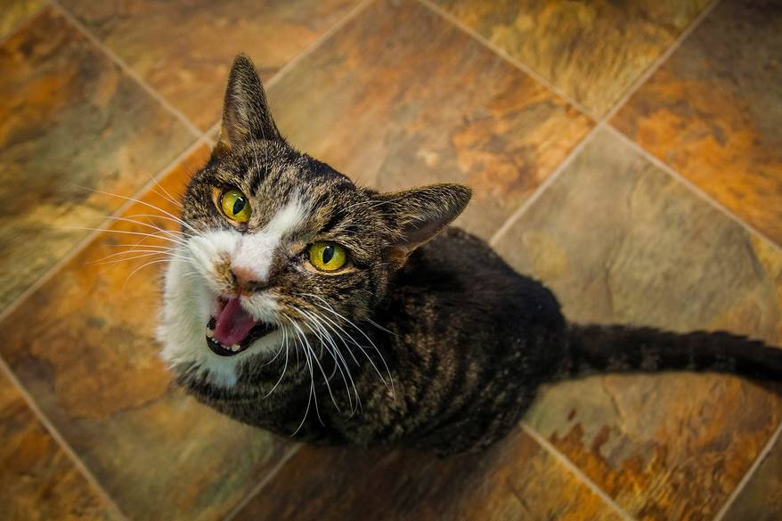 Striped cat with bright yellow eyes looks up meowing.