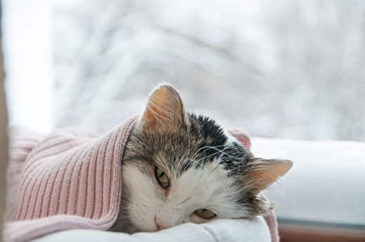 cat-lying-under-pink-blanket-in-winter-SW Cay lying beneath pink blanket next to a window with a wintery scene outside.