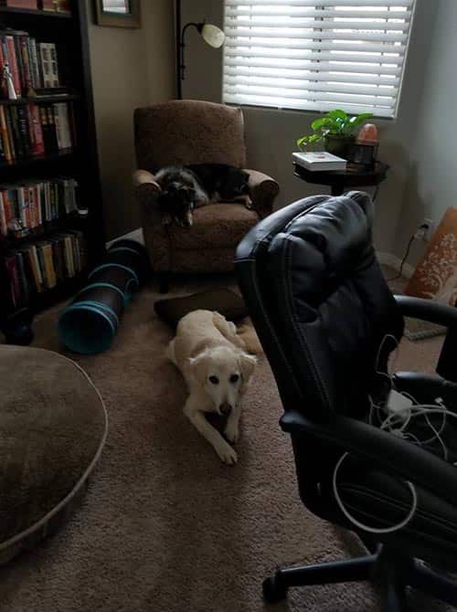 chama-cordelia-SW One dog lays on the ground, while another lays in a recliner.