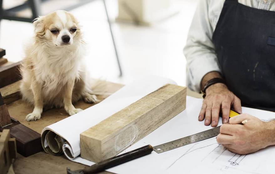 chihuahua-overseeing-carpenter-measuring-SW Chihuahua overseeing carpenter drafting plans