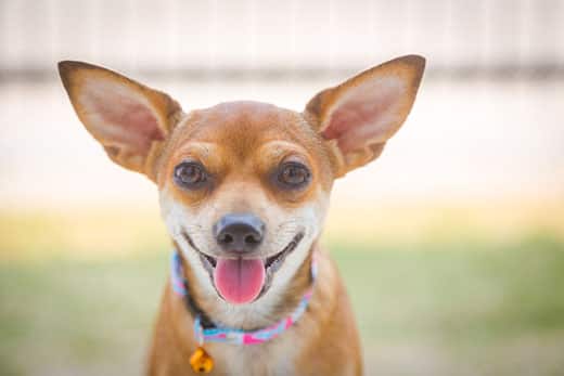 chihuhau-with-tongue-out-smiling-SW Chihuahua with tongue out smiling.