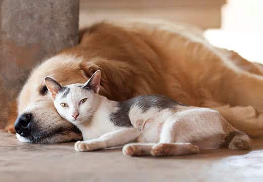 close up, cat and dog together lying on the floor