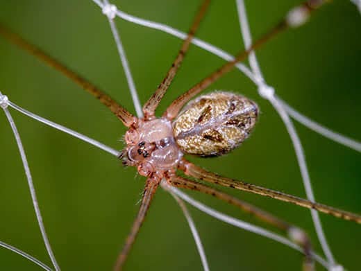 close-up-of-brown-recluse-spider-SW Close-up of a brown recluse spider