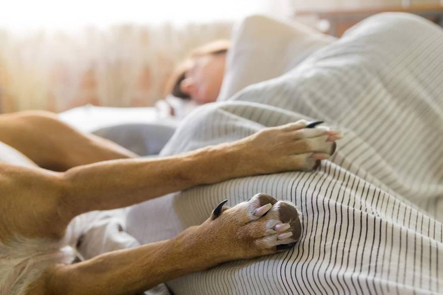 close-up-of-dog-paws Dog and human sleep in bed. Image of dog paws in bed with a human sleeping in the background on a bright sunny morning.