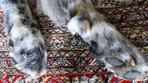 close-up-of-dogs-paws-dewclaw-SW Close-up of dog's paws on a rug showing the dewclaw.