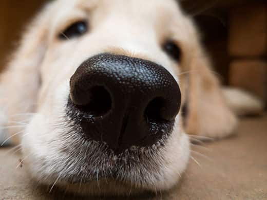 Golden retriever puppy nose close-up.
