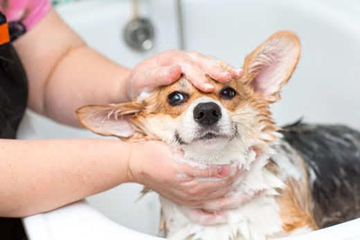 Corgi dog washes in the bathroom Corgi dog washes in the bathroom