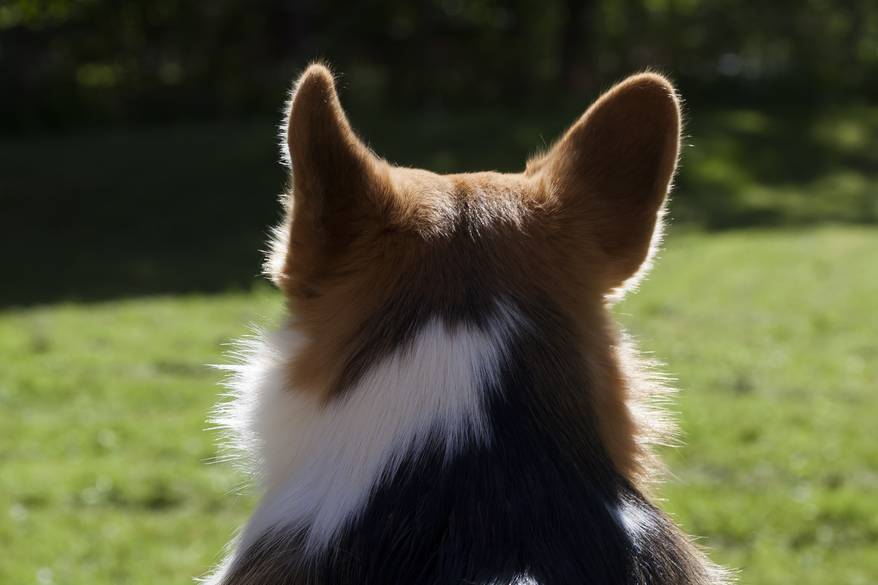 corgi-sitting-facing-away Welsh Corgi with ears up sitting facing away.