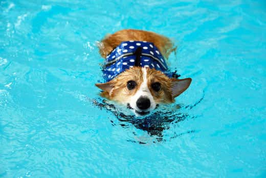 corgi-swimming-in-pool-SW Corgi swimming in a pool.