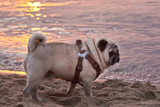 cream-colored-pug-walking-on-beach-at-sunset-SW Cream-colored pug in harness walking on a beach at sunset.
