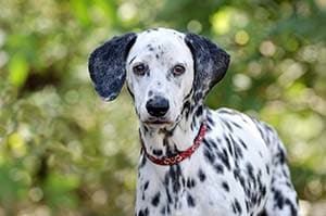 Dalmatian Dog Head Closeup Looking dalmatian-with-red-collar