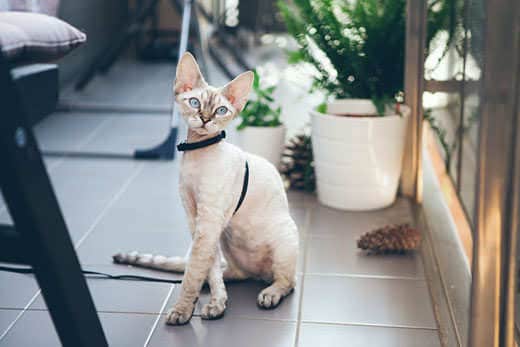 Devon Rex cat is walking on a leash. Kitten is walking outdoor. Adventure at is enjoying being in fresh air. The pleasure of fresh air and sunshine. Safety Tips. Train your cat walking Devon Rex cat is walking on a leash. Kitten is walking outdoor. Adventure at is enjoying being in fresh air. The pleasure of fresh air and sunshine. Safety Tips. Train your cat walking